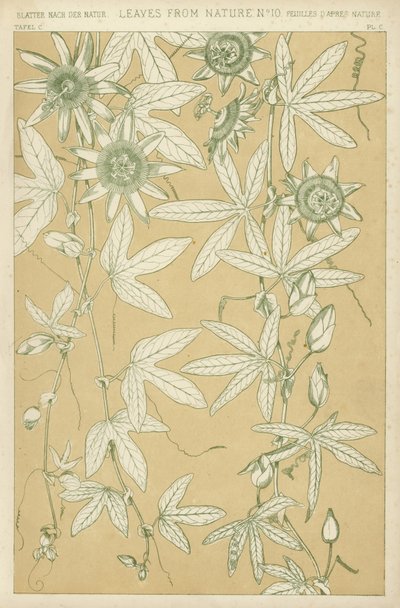 Leaves from Nature by English School