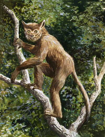 Lemur by English School