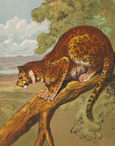 Leopard by English School