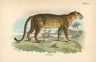 Leopard by English School