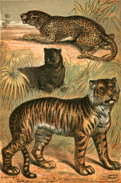 Leopard, Black Panther and Tiger by English School
