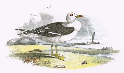 Lesser Black-backed Gull by English School