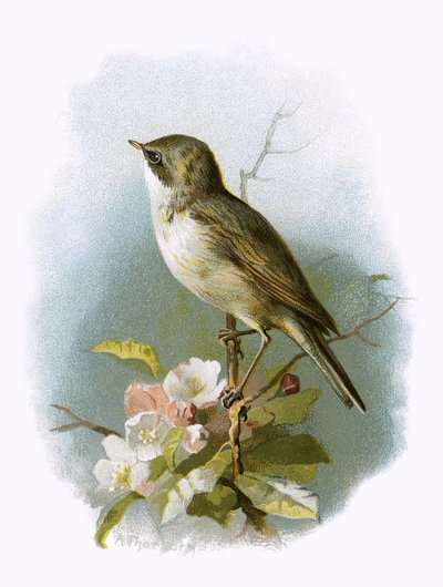 Lesser Whitethroat by English School