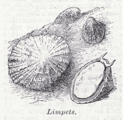 Limpets by English School