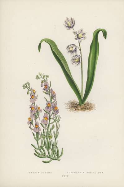 Linaria Alpina; Puschkinia Scilloides by English School