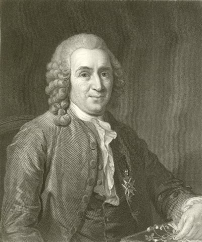 Linnaeus by English School