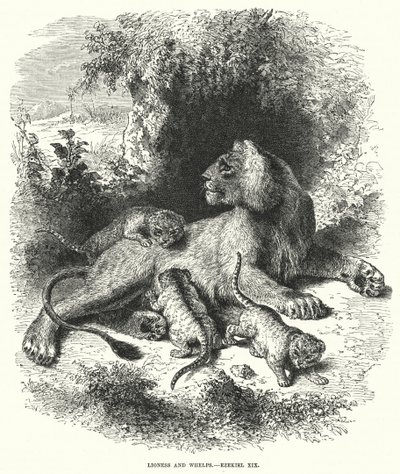 Lioness and Whelps, Ezekiel XIX by English School