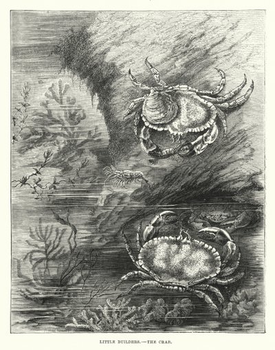 Little Builders, The Crab by English School