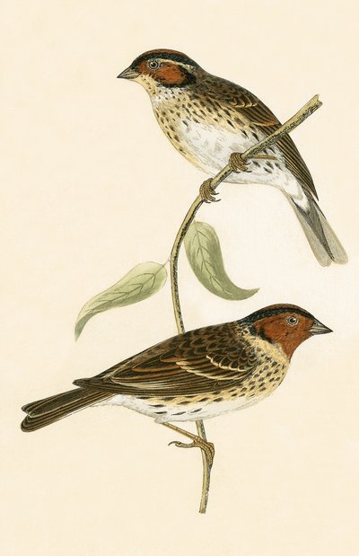 Little Bunting, Illustration from 