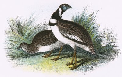 Little Bustard by English School