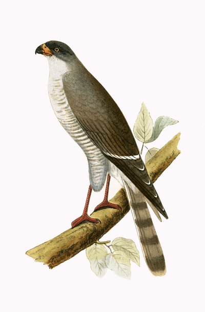 Little Red Billed Hawk, illustration from 