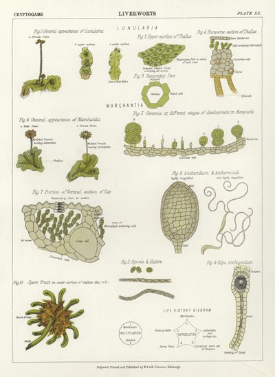 Liverworts by English School