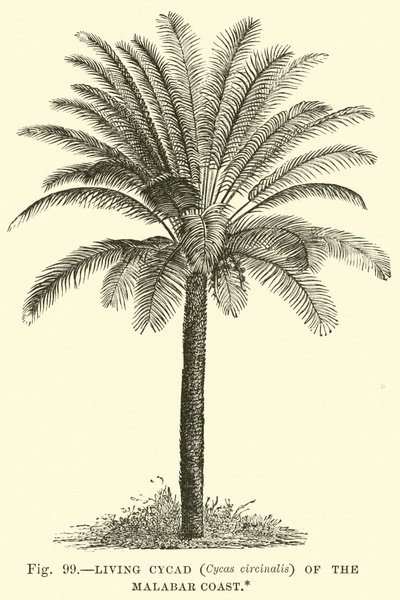 Living Cycad (Cycas Circinalis) of the Malabar Coast by English School