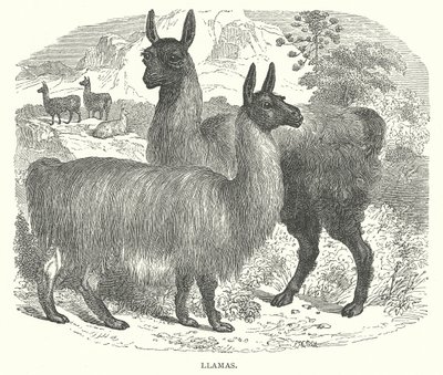 Llamas by English School