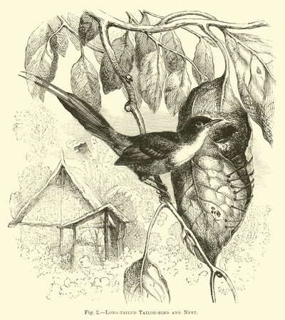 Long-tailed Tailor-bird and Nest by English School