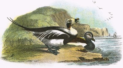 Long-Tailed Duck by English School