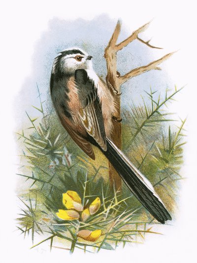 Long tailed Titmouse by English School