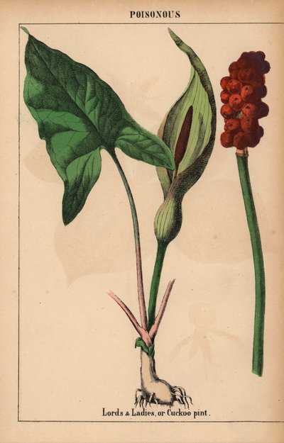 Lords and ladies, or cuckoo pint, from 