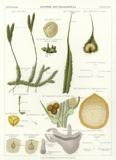 Lycopod and Selaginella by English School