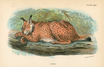 Lynx by English School