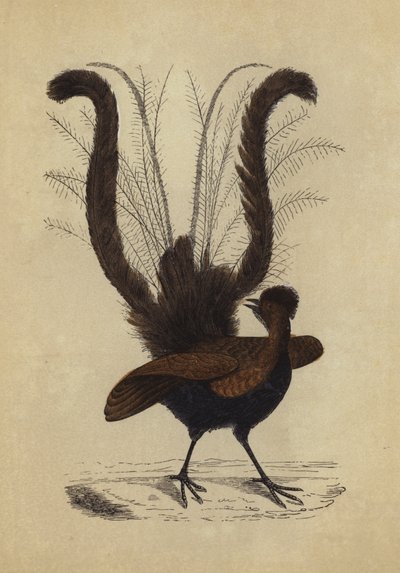 Lyre Bird by English School