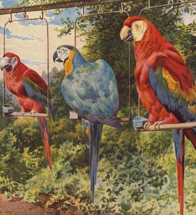 Macaws by English School