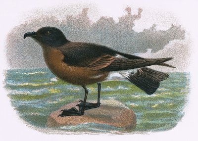 Madeira Petrel by English School