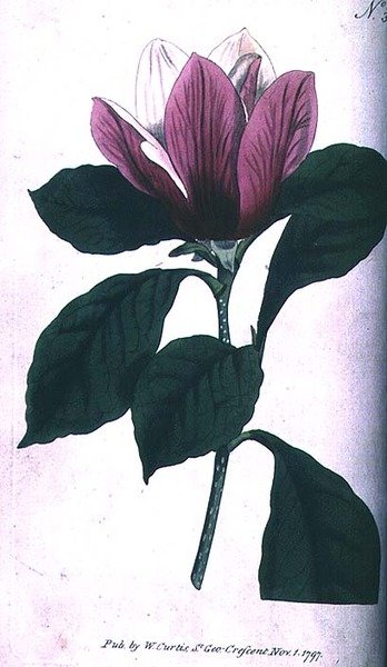 Magnolia (Magnolia purpurea), plate 390 from William Curtis