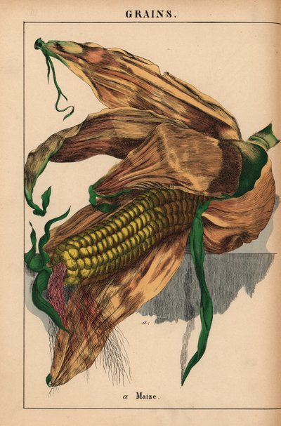 Maize, corn or sweetcorn, from 