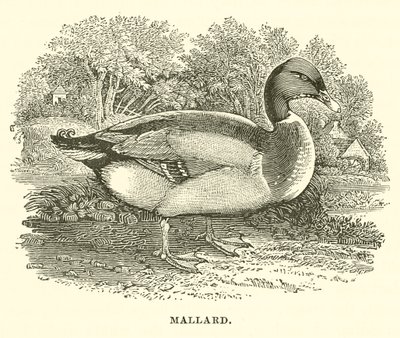 Mallard (engraving) by English School