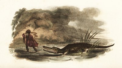 Man saving his wife from the jaws of a crocodile in a river, Philippines by English School