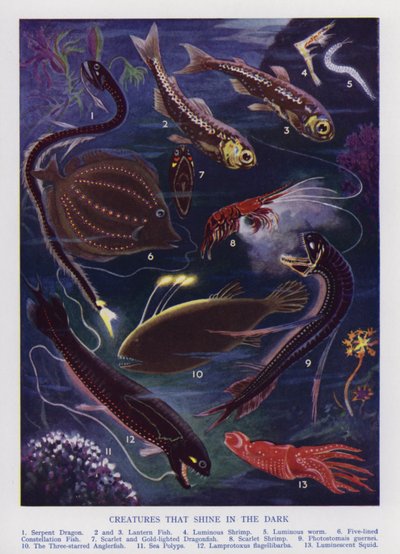 Marine creatures that shine in the dark by English School