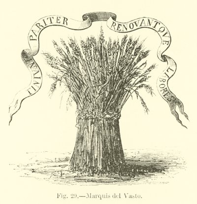 Marquis del Vasto by English School