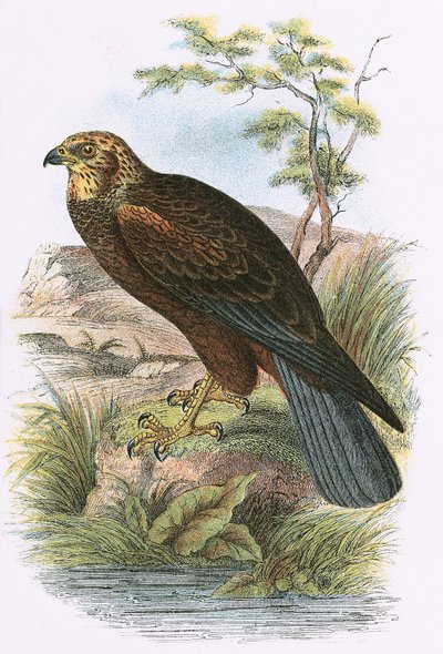 Marsh Harrier by English School