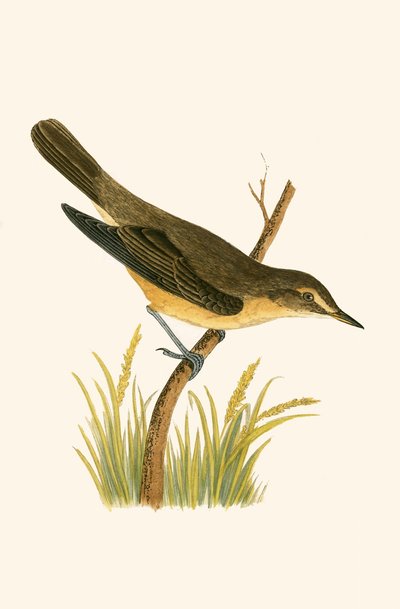 Marsh Warbler, illustration from 