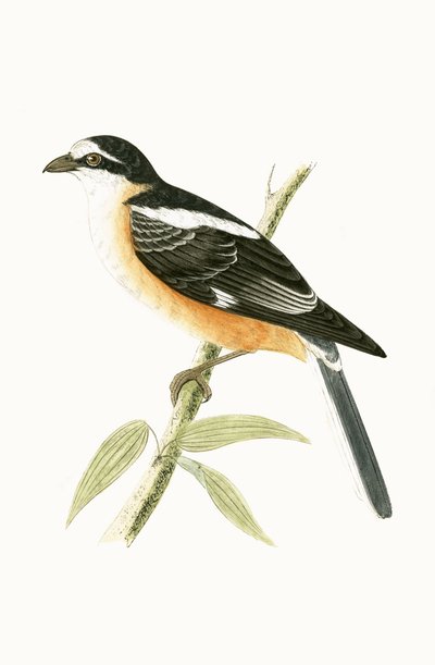 Masked Shrike, Illustration from 