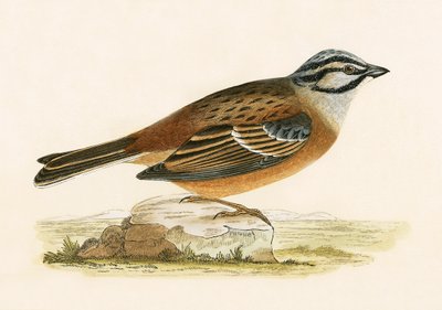 Meadow Bunting, Illustration from 