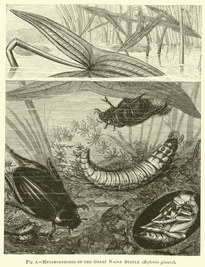 Metamorphoses of the Great Water Beetle, Hydrous pisceus by English School