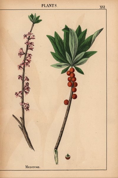 Mezereon with red berries and pink flowers, from 