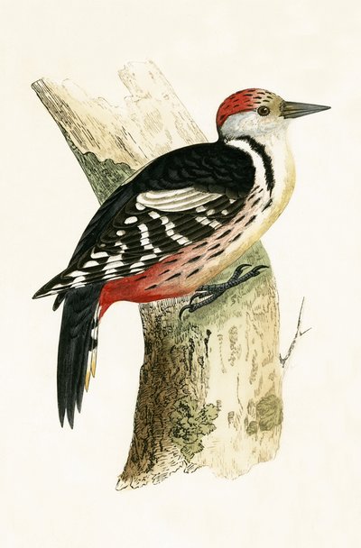 Middle Spotted Woodpecker, illustration from 