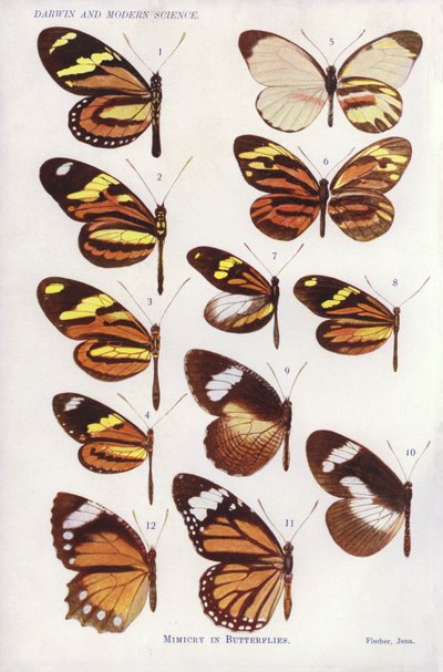 Mimicry in Butterflies by English School