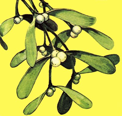 Mistletoe by English School