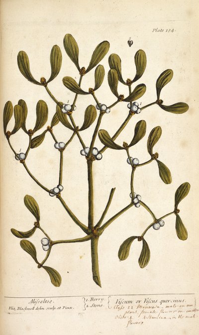 Mistletoe, from 