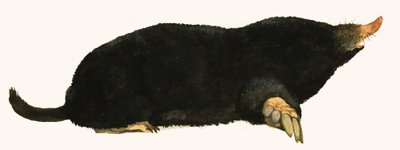 Mole by English School
