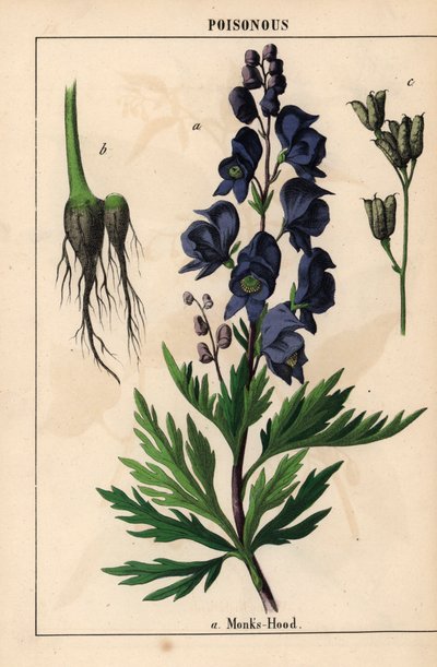 Monks hood with blue flowers, from 