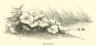 Moor-hens by English School