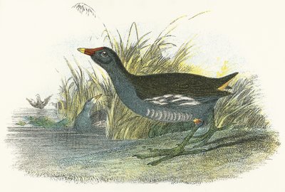 Moor Hen by English School