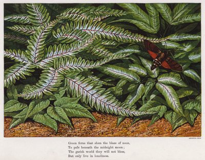 Moth and ferns by English School