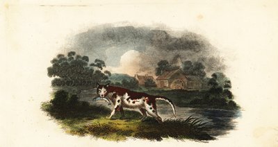 Mr. Stanley’s cat catching a trout at Weaford mill pond, near Lichfield by English School