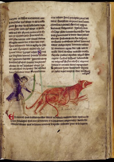 Huntsman aiming an arrow at two beavers, from a Bestiary, early 13th century by English School
